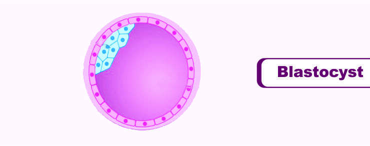 Blastocyst