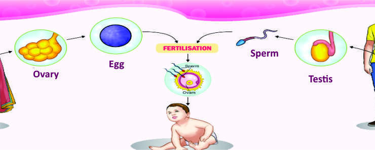 Infertility Assessment